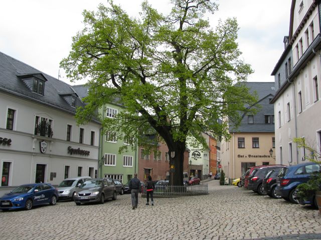 Königseiche Schwarzenberg am Unteren Markt