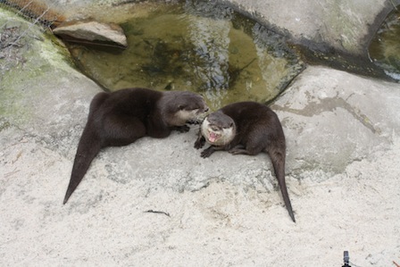 Zoo der Minis Aue, Otter